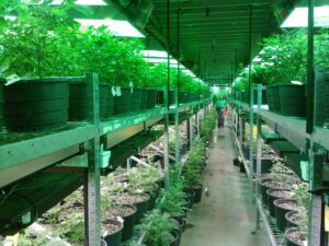 Marijuana Cultivation Ban Extended